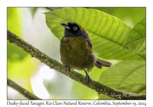 Dusky-faced Tanager