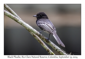 Black Phoebe