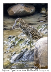 Rufescent Tiger-Heron immature