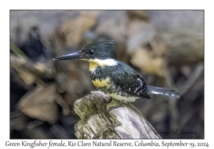 Green Kingfisher female