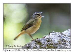Buff-rumped Warbler