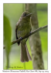 Western Olivaceous Flatbill