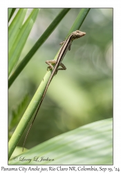 Panama City Anole juvenile