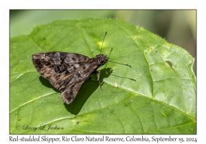 Red-studded Skipper