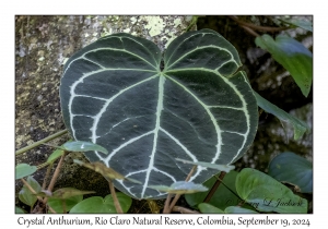 Crystal Anthurium