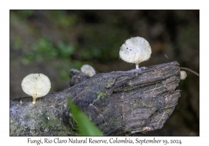 Fungi