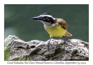 Great Kiskadee