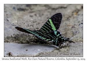 Urania Swallowtail Moth