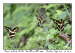 Thoas Swallowtails