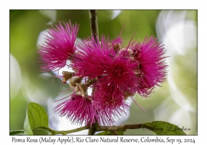 Poma Rosa (Malay Apple)