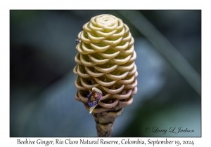 Beehive Ginger