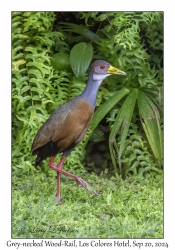 Grey-necked Wood-Rail
