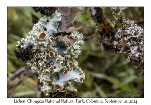 Lichen