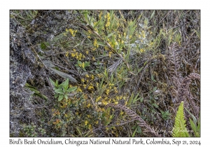 Bird's Beak Oncidium