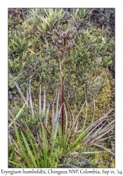 Eryngium humboldtii