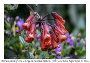 Bomarea multiflora