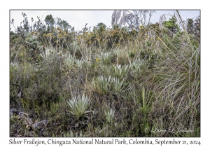 Silver Frailejon