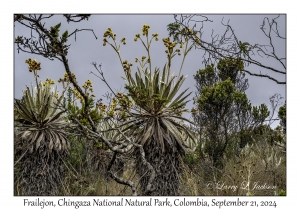 Frailejon