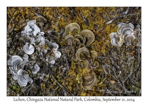 Lichen