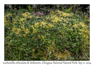 Lachemilla orbiculata & Unknown