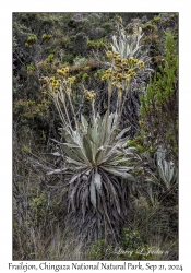 Frailejon