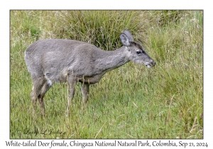 White-tailed Deer female