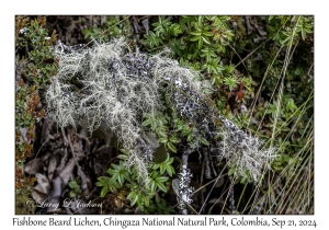 Fishbone Beard Lichen
