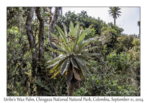 Uribe's Wax Palm
