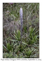 Puya nitida