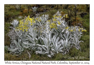 White Arnica