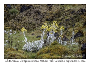White Arnica