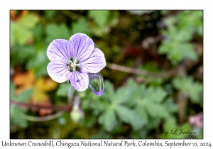 Cranesbill