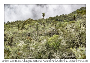 Uribe's Wax Palms