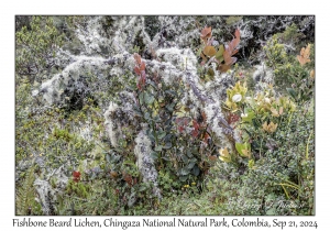 Fishbone Beard Lichen