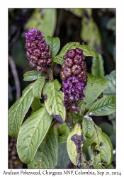 Andean Pokeweed