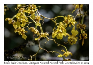 Bird's Beak Oncidium