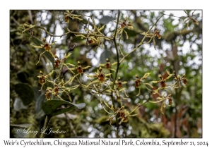 Weir's Cyrtochilum