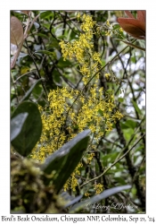 Bird's Beak Oncidium