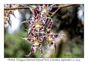 Orchid
