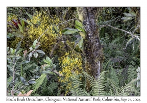 Bird's Beak Oncidium
