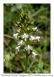 Terrestrial Orchid