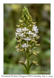 Terrestrial Orchid