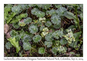 Lachemilla orbiculata