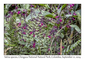 Salvia species