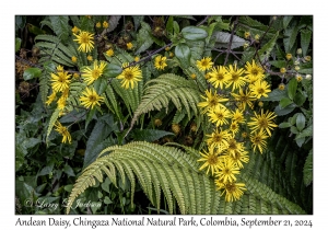 Andean Daisies