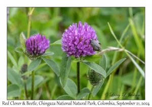Red Clover