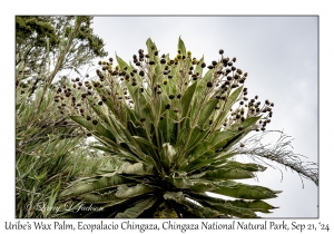 Uribe's Wax Palm