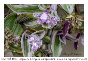 Silver Inch Plant
