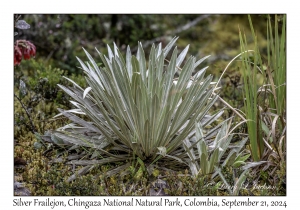 Silver Frailejon