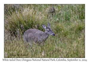 White-tailed Deer female